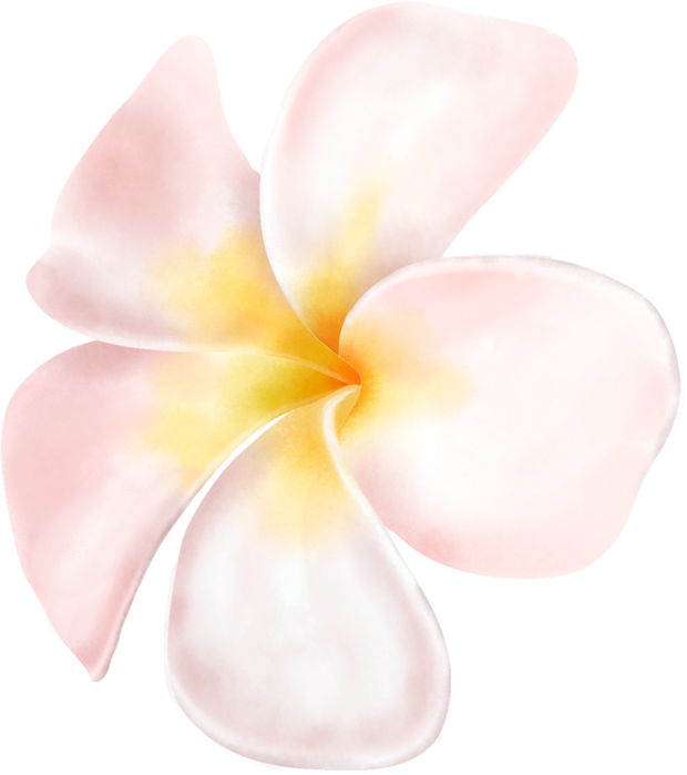 White Frangipani Flower Cut-out